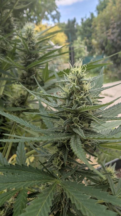Strawberry Banana Auto - Outdoor. Week 8