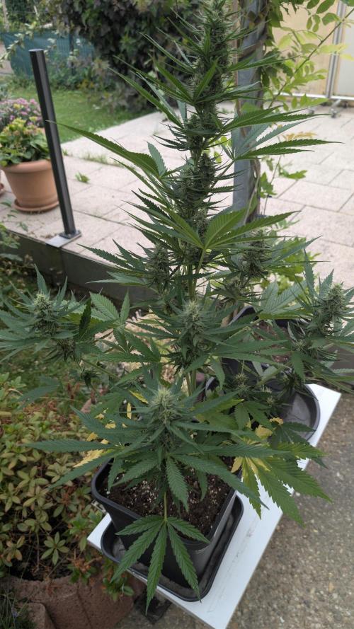 Strawberry Banana Auto - Outdoor. Week 8