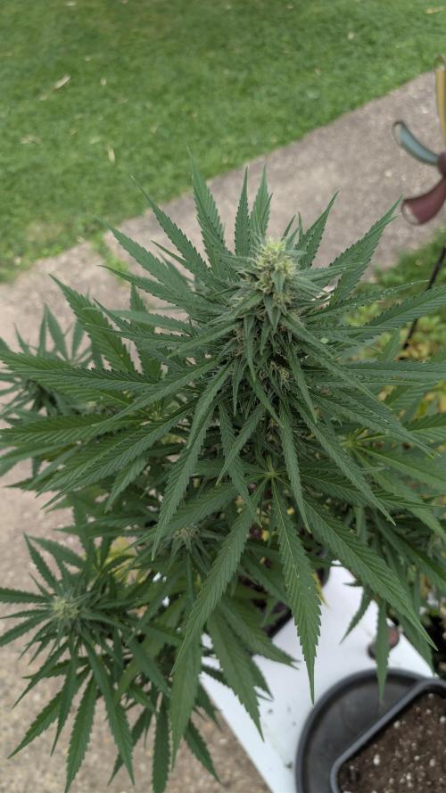 Strawberry Banana Auto - Outdoor. Week 8