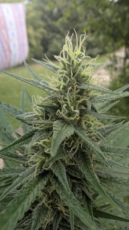 Strawberry Banana Auto - Outdoor. Week 8