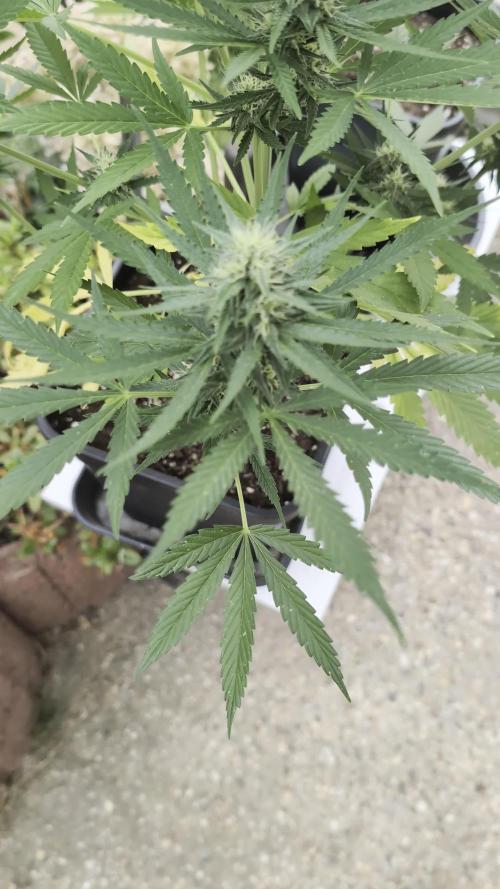Strawberry Banana Auto - Outdoor