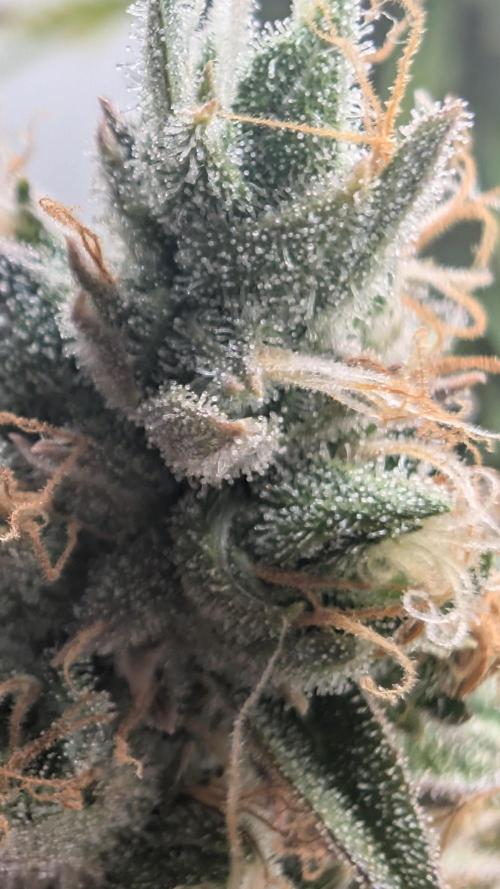 Pineapple Pulse Auto. Week 11