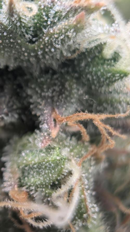 Pineapple Pulse Auto. Week 11