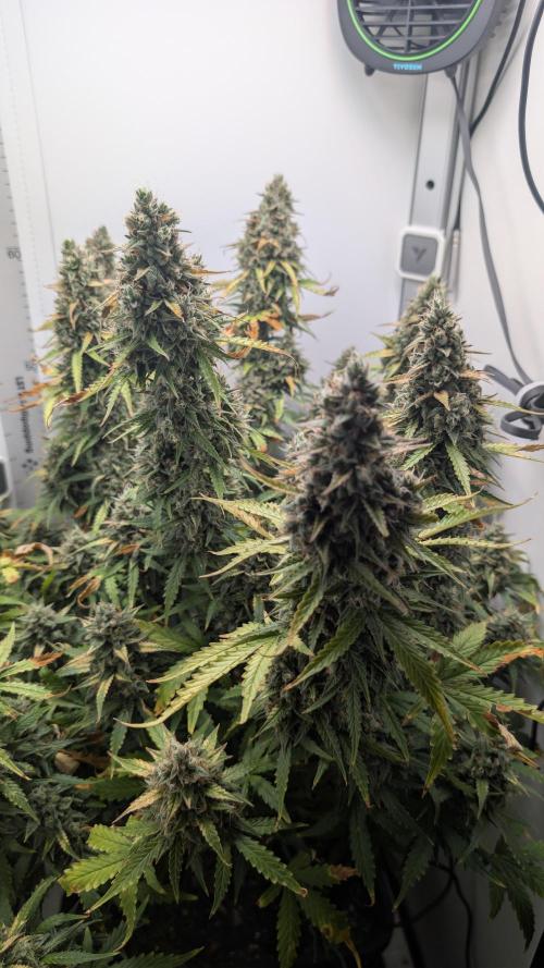 Pineapple Pulse Auto. Week 11