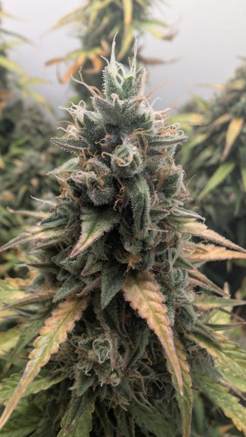 Pineapple Pulse Auto. Week 11