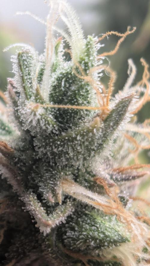 Pineapple Pulse Auto. Week 11
