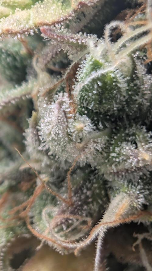 Pineapple Pulse Auto. Week 11