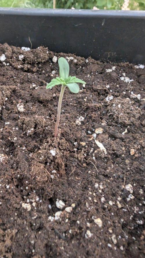 Auto Super Skunk - Outdoor. Week 0
