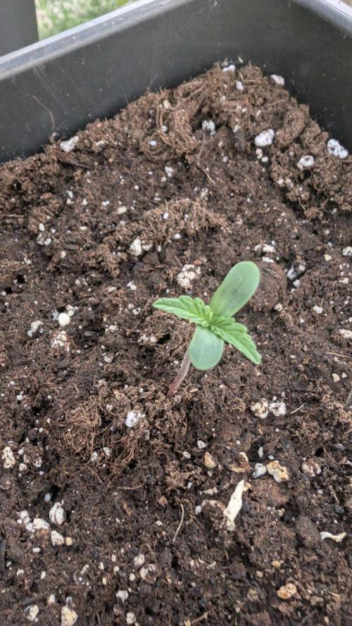 Auto Super Skunk - Outdoor. Week 0