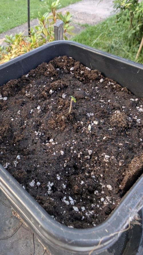 Auto Super Skunk - Outdoor. Week 0