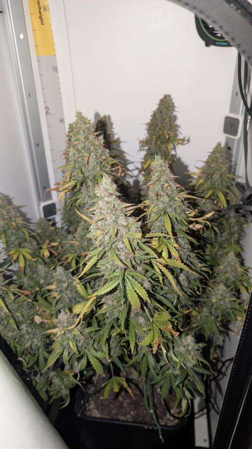 Pineapple Pulse Auto. Week 12