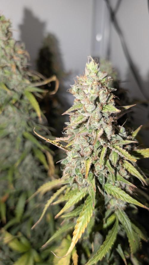 Pineapple Pulse Auto. Week 12