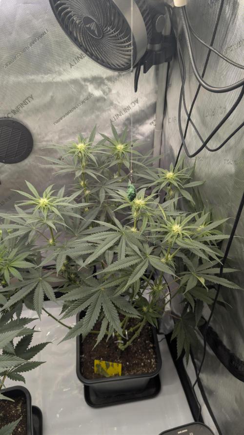 Gorilla Runtz - Seedsman. Week 6