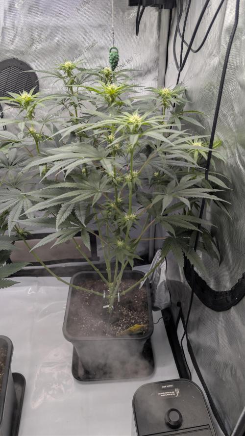 Gorilla Runtz - Seedsman. Week 6