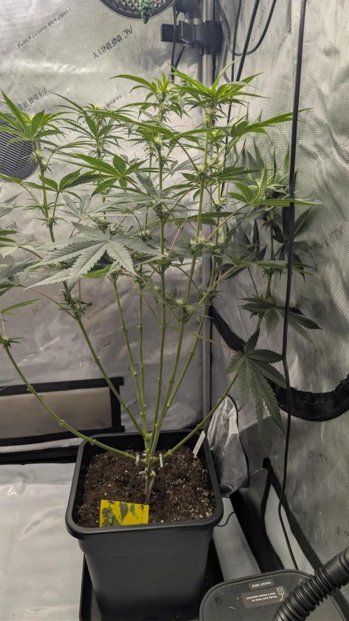 AI Grow Tent System 3x3 with Integrated Controls. Week 6