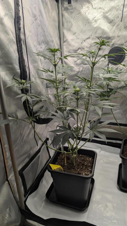 Blue Zushi - Ganja Farmer. Week 6