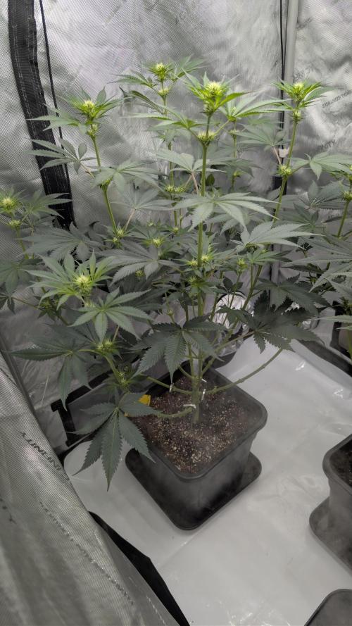 Blue Zushi - Ganja Farmer. Week 6