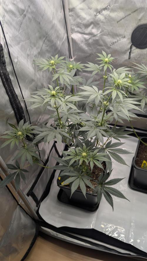 Blue Zushi. Week 6