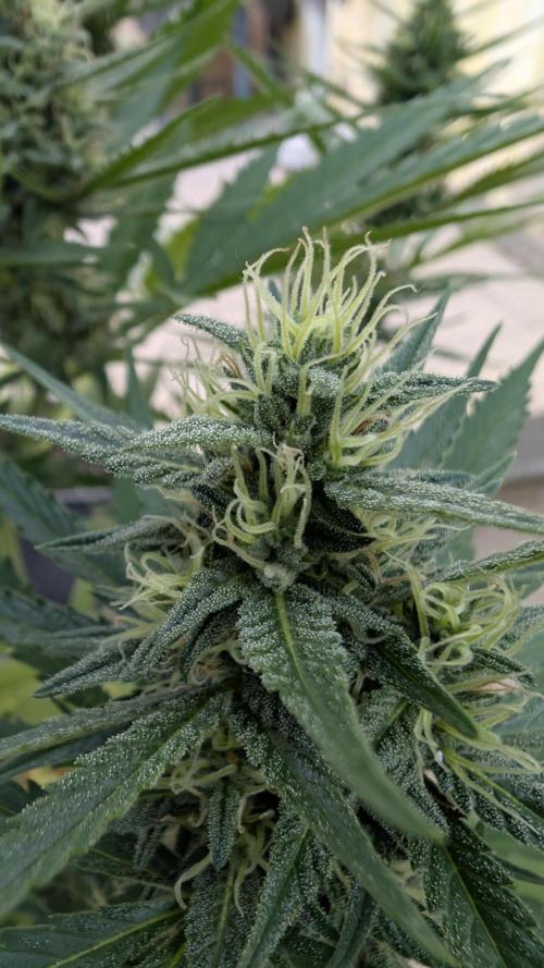 Strawberry Banana Auto - Outdoor. Week 9