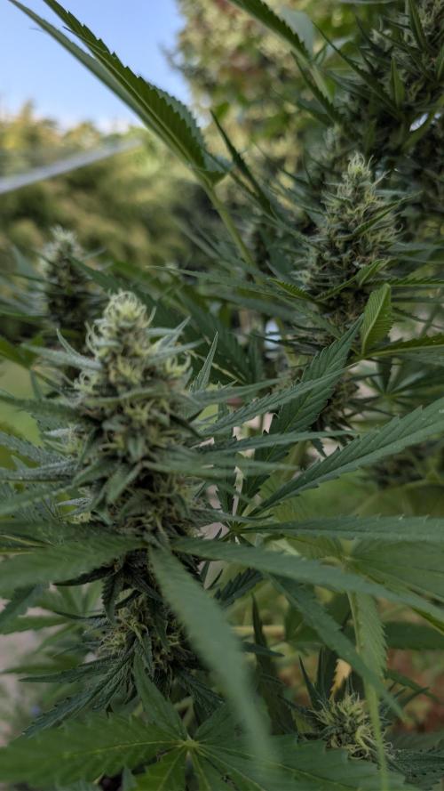 Strawberry Banana Auto - Outdoor. Week 9