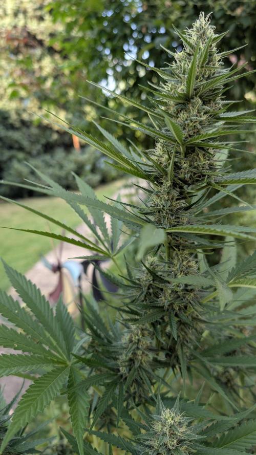 Strawberry Banana Auto - Outdoor. Week 9