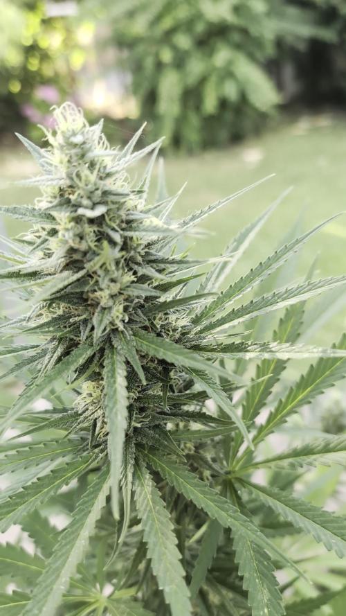 Strawberry Banana Auto - Outdoor