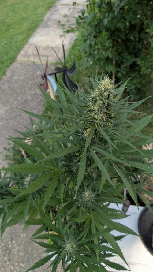 Strawberry Banana Auto - Outdoor. Week 9