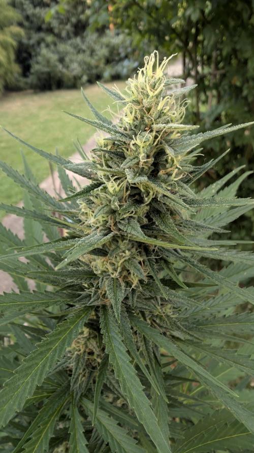 Strawberry Banana Auto. Week 9