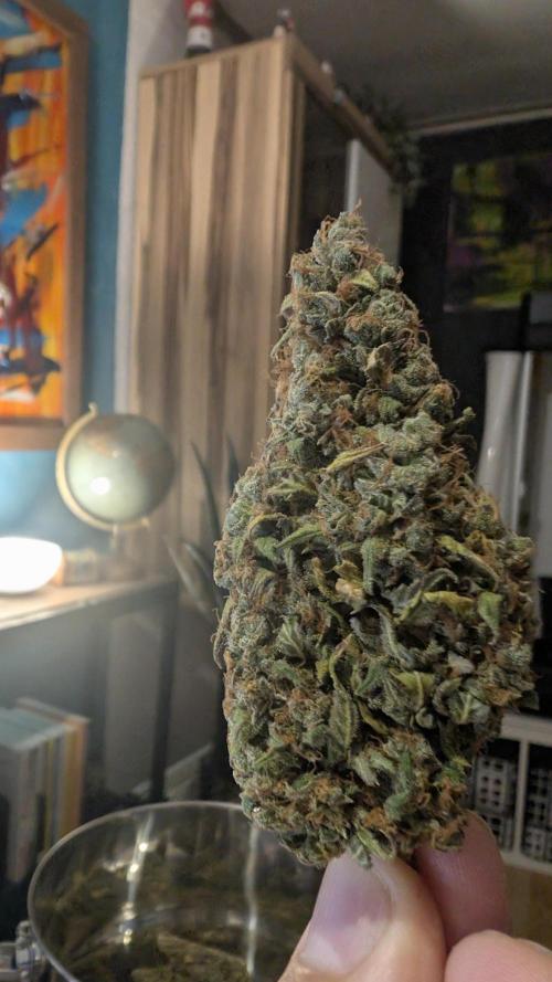 Pineapple Pulse Auto. Week 12