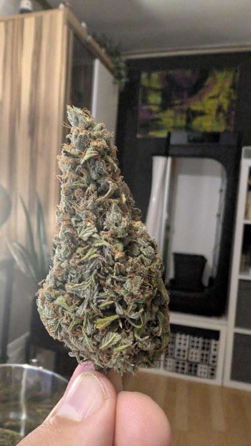 Pineapple Pulse Auto. Week 12