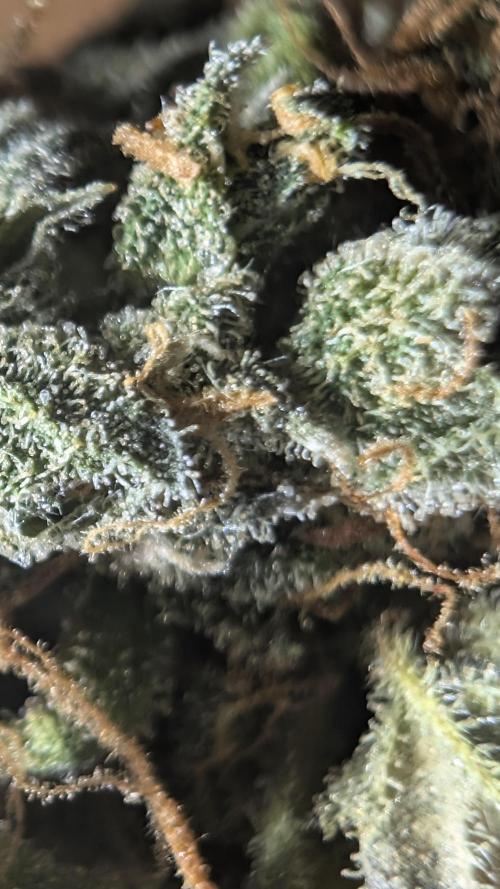Pineapple Pulse Auto. Week 12