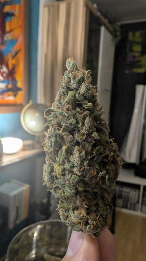 Pineapple Pulse Auto. Week 12
