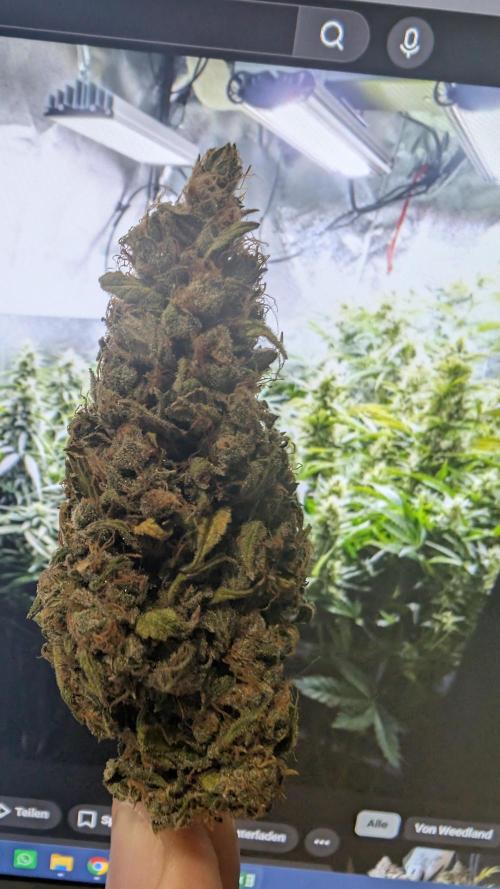Pineapple Pulse Auto. Week 12