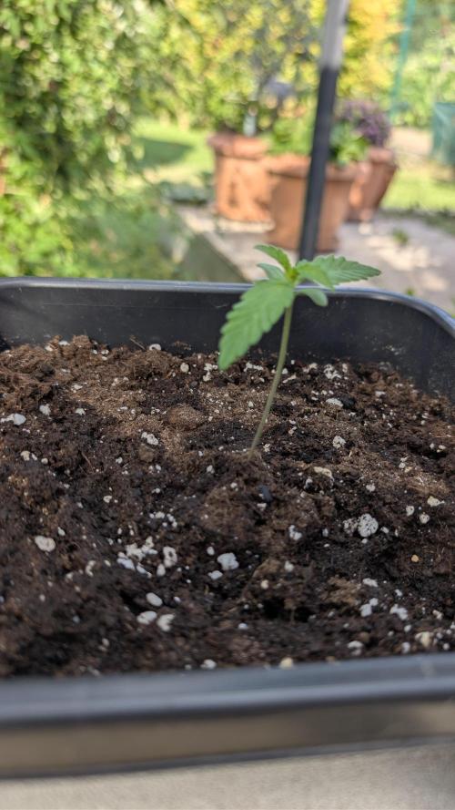 Auto Super Skunk. Week 1