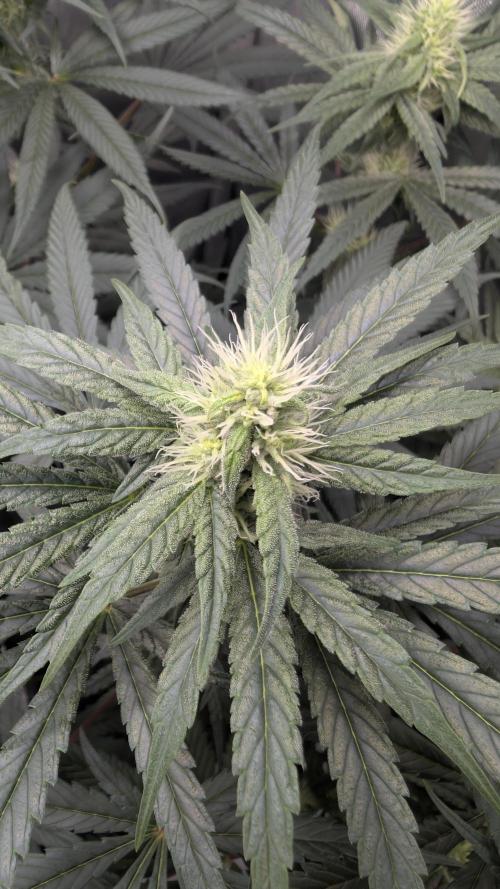 Gorilla Runtz - Seedsman. Week 7