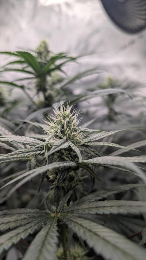 Gorilla Runtz - Seedsman. Week 7