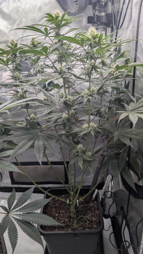 Gorilla Runtz - Seedsman. Week 7