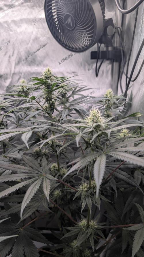 Gorilla Runtz - Seedsman. Week 7