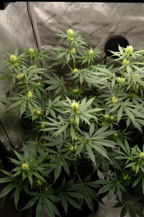 Gorilla Runtz - Seedsman. Week 7