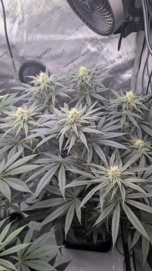Gorilla Runtz - Seedsman. Week 7