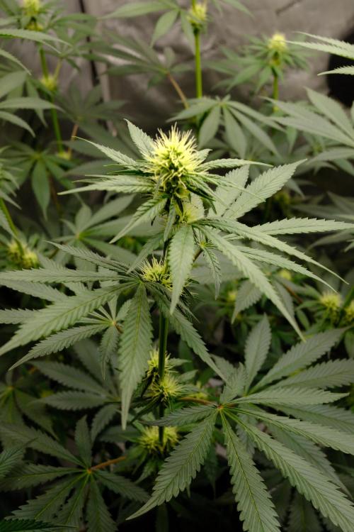 Gorilla Runtz - Seedsman. Week 7