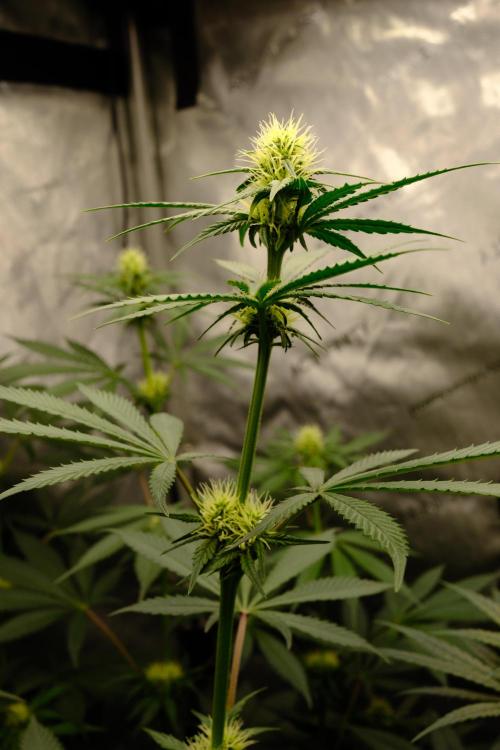 Gorilla Runtz - Seedsman. Week 7