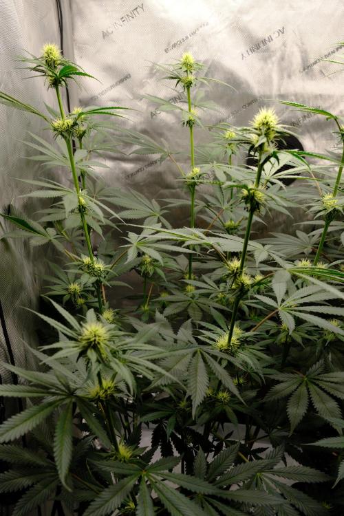 Gorilla Runtz - Seedsman. Week 7