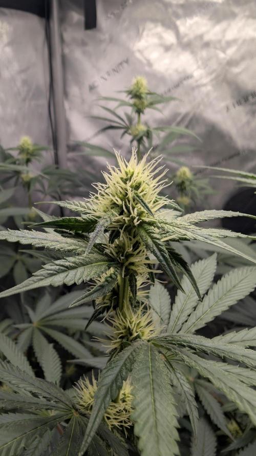 Blue Zushi - Ganja Farmer. Week 7