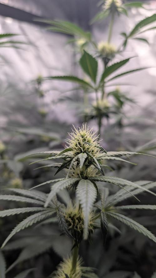 Blue Zushi - Ganja Farmer. Week 7