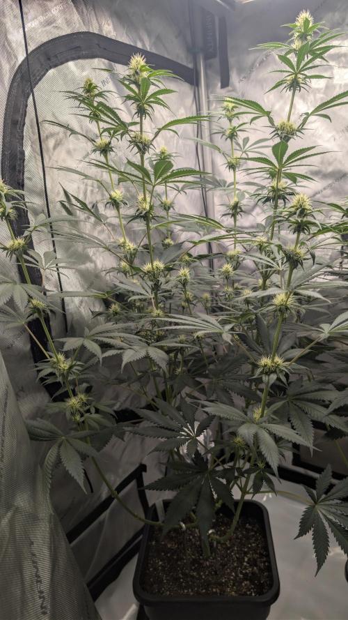 Blue Zushi - Ganja Farmer. Week 7