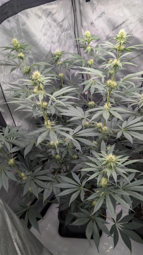 Blue Zushi - Ganja Farmer. Week 7
