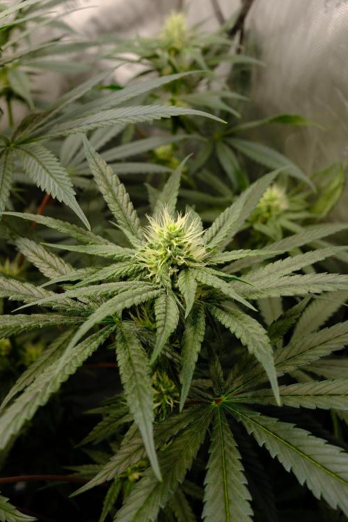 Blue Zushi - Ganja Farmer. Week 7