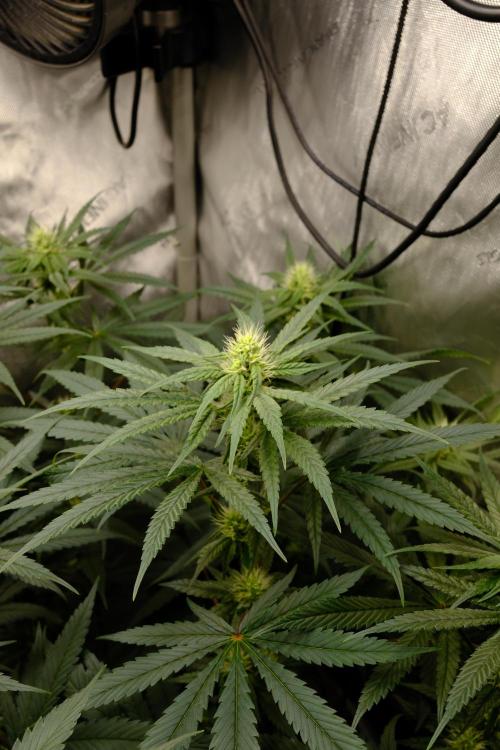 Blue Zushi - Ganja Farmer. Week 7