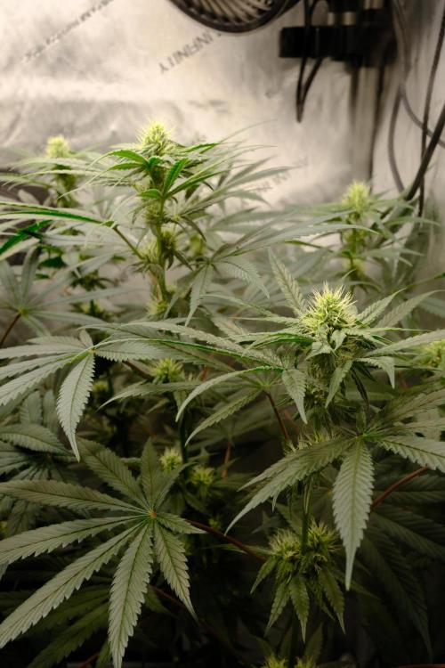 Blue Zushi - Ganja Farmer. Week 7